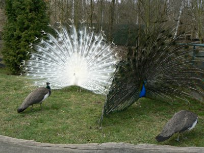 3d_Castolovice_zverinec_pavi jaro 1.JPG