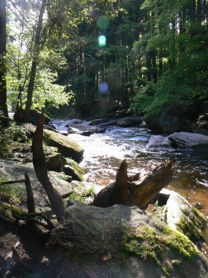 8_reka_Divoka_Orlice_v Zemske brane.JPG