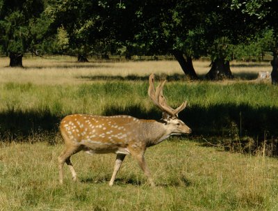 Obora astolovice_Jelen Dubowskho.JPG