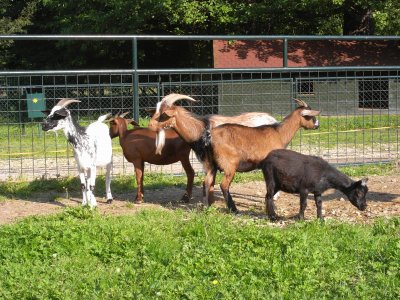 astolovice_Zmeck zvinec - kamrunsk kozy.JPG