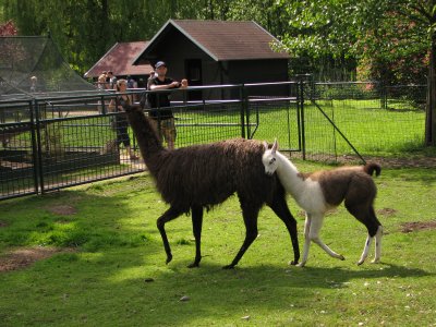 astolovice_Zmeck zvinec - lamy.JPG
