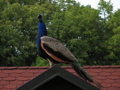 astolovice_Zmeck zvinec - pv.JPG