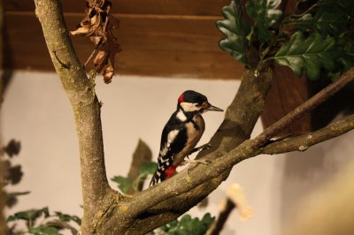 muzeum sypka_expozice priroda.JPG